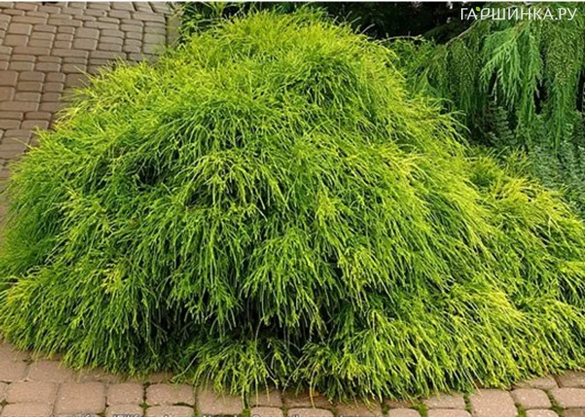 Кипарисовик горохоплодный Филифера Нана