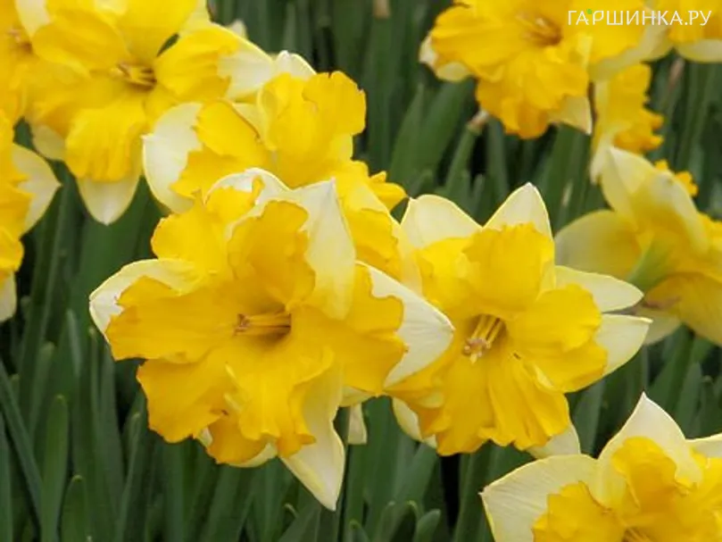 Нарцисс Шантерель гофрир.коронка 5шт.