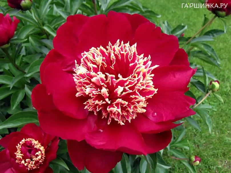 Пион Чарльз Берджес