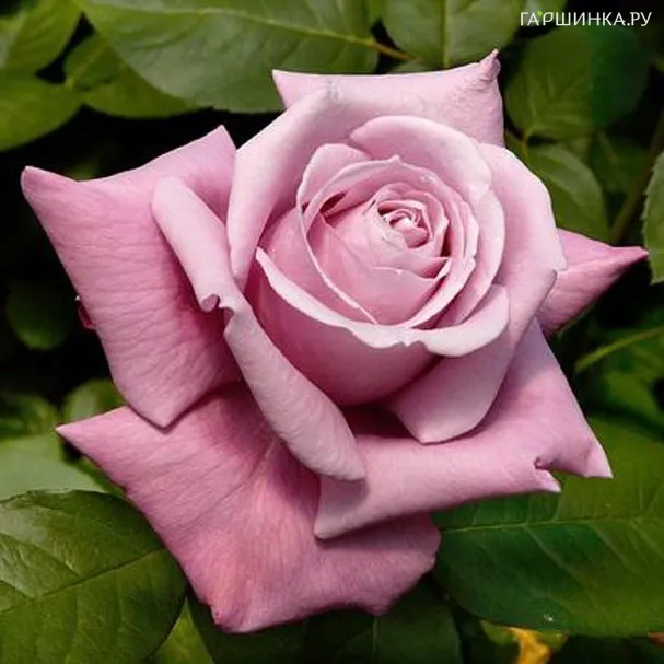 Роза Шарль де Голль чайно-гибридная, Top Roses