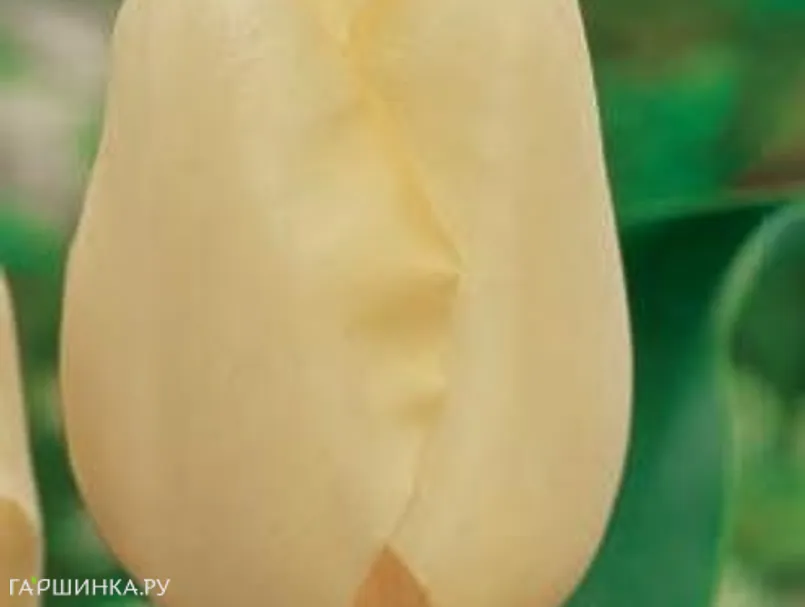 Тюльпан Чирз Триумф 5шт