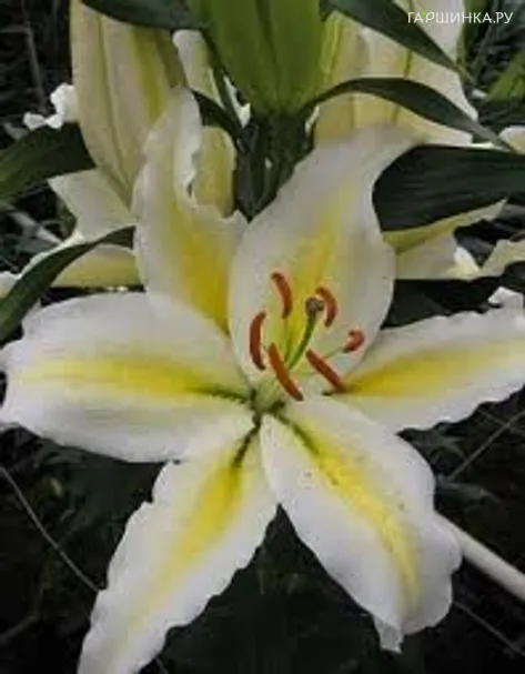 Лилия Чилл Аут восточная /2шт