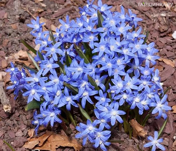 Хионодокса Блю Джиант 15шт