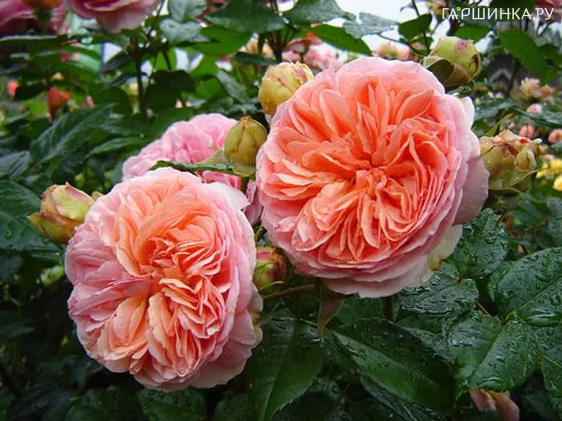 Роза Коин чайно-гибридная, Imperial Rose