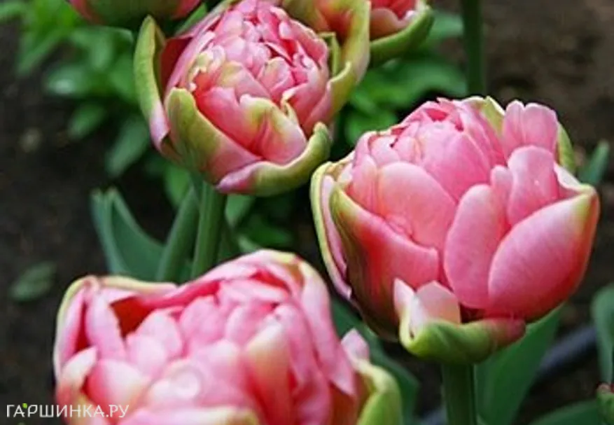 Тюльпан Christo махровый 5шт