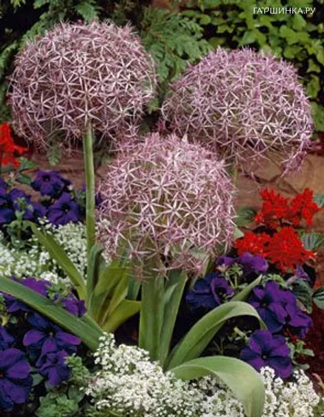 Лук декоративный Христофа 3 шт