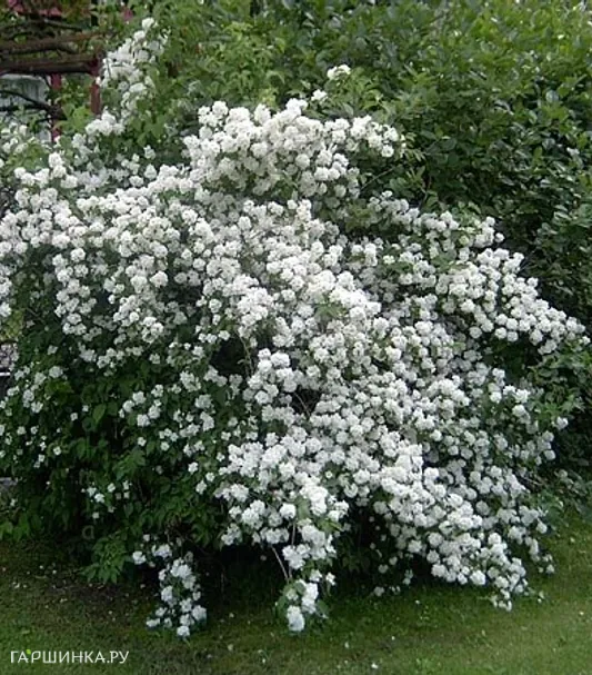 Чубушник Дам Бланш