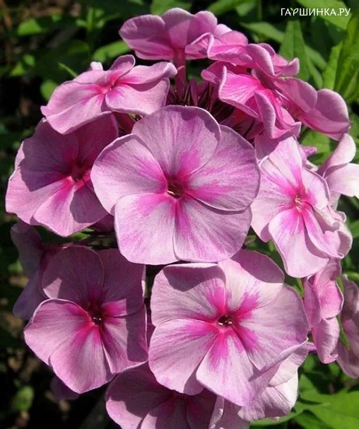 Флокс Чурленис