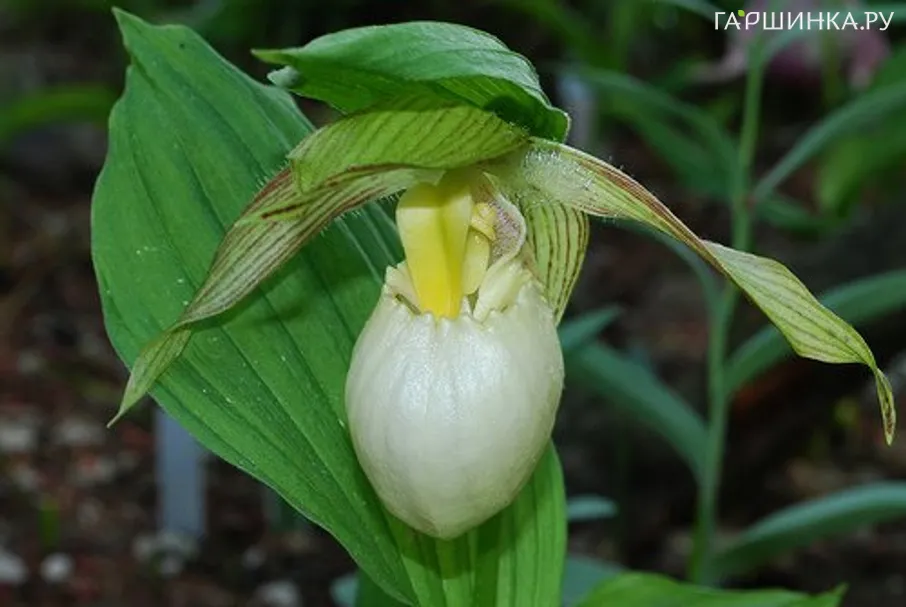 Циприпедиум/Венерин башмачок настоящий Фаскиолатум