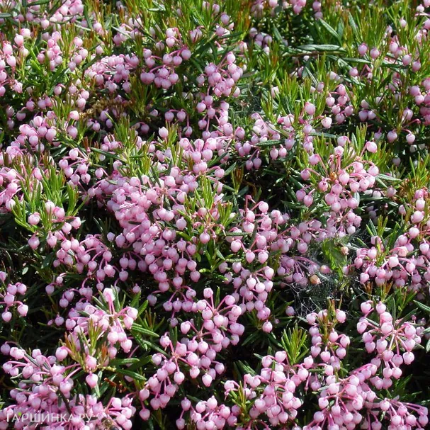 Андромеда Компакта