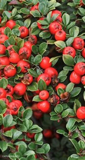 Кизильник Корал Бьюти