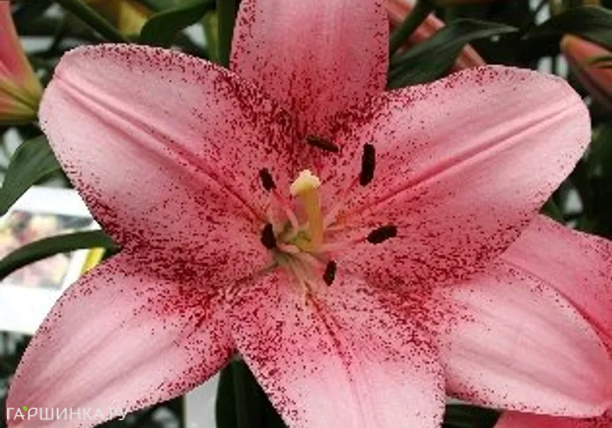 Лилия Коголето азиатская /2шт