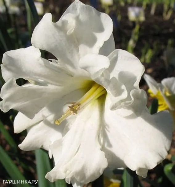 Нарцисс Колбланк  разрезнокорончатый  3шт