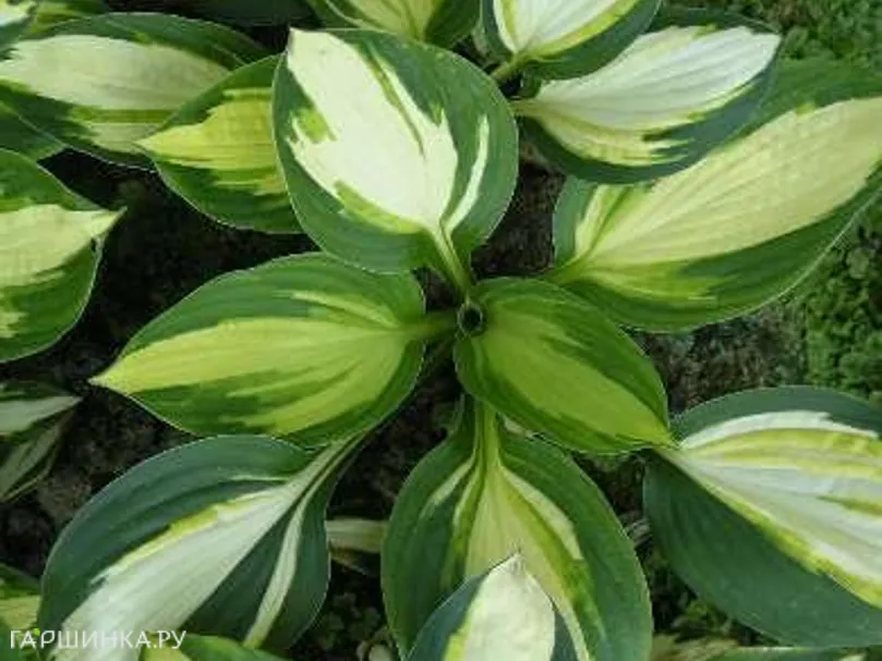 Хоста Колор Фестивал (SM)