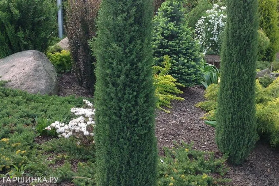 Можжевельник Арнольд обыкновенный