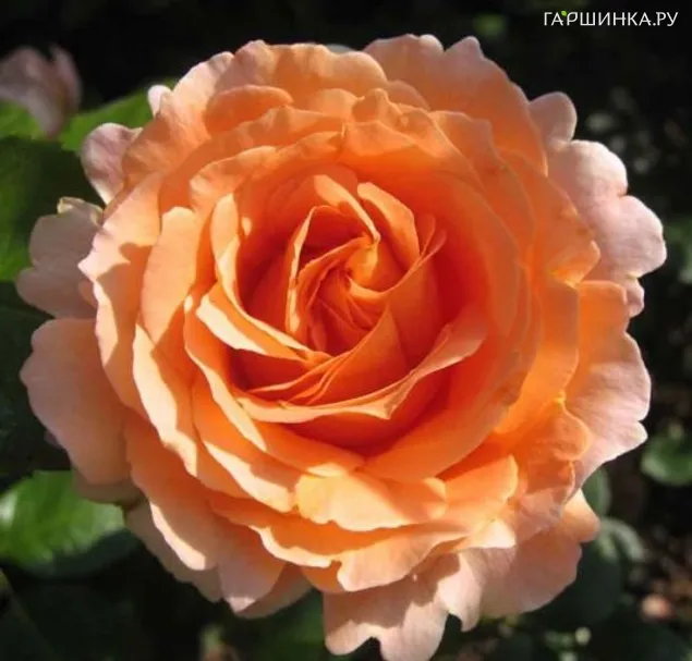 Роза Компассион плетистая, Imperial Rose