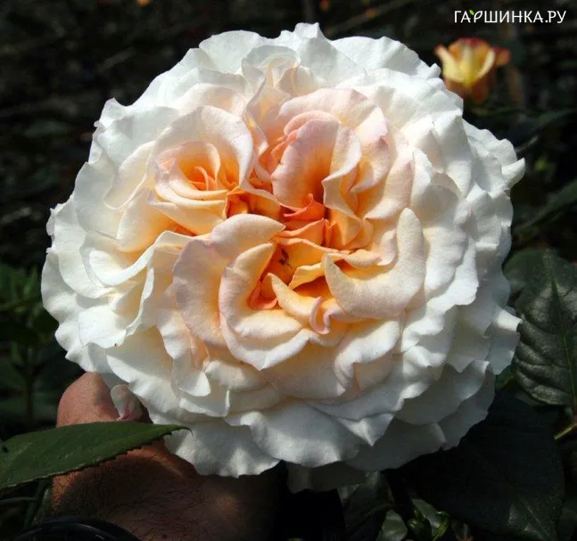 Роза Комтесса чайно-гибридная Imperial Rose