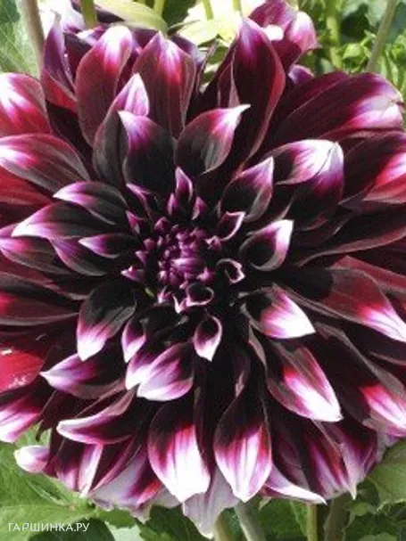 Георгина Контраст декоративная