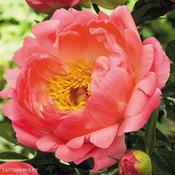 Пион Корал Сансет