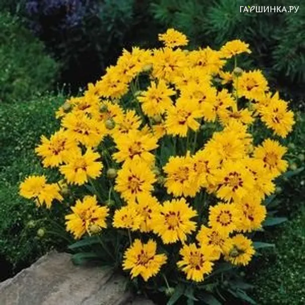 Кореопсис Райзинг Сан