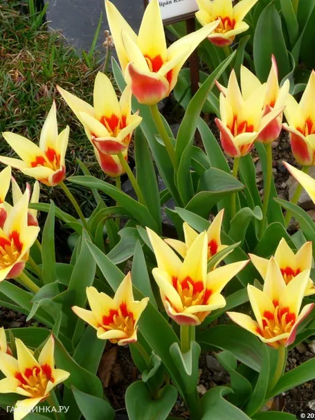 Тюльпан Корона Кауфмана 5 шт.