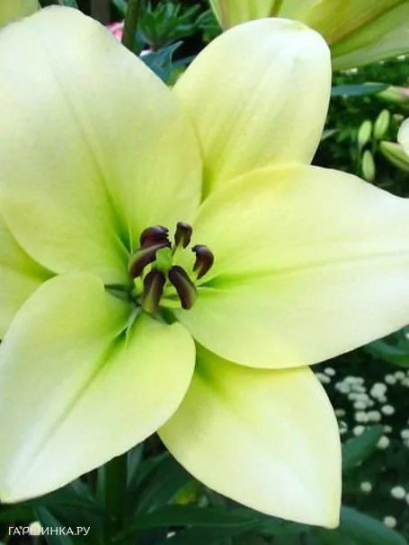 Лилия Курьер ЛА-гибрид/2 шт