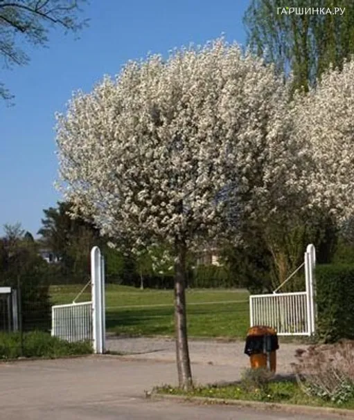 Боярышник на штамбе 80-100см С7,5