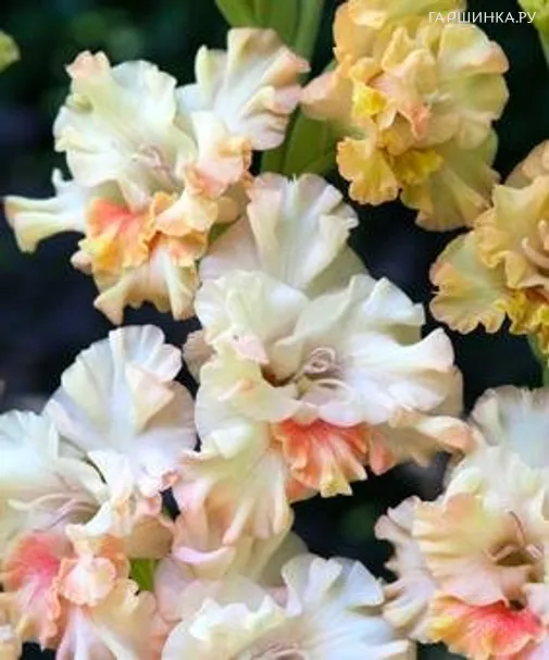 Гладиолус крупноцветковый Криспи Раффл 5шт