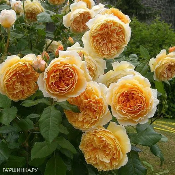 Роза Крон Принцесс Маргарет, Д.Остин кустарниковая (лиц)