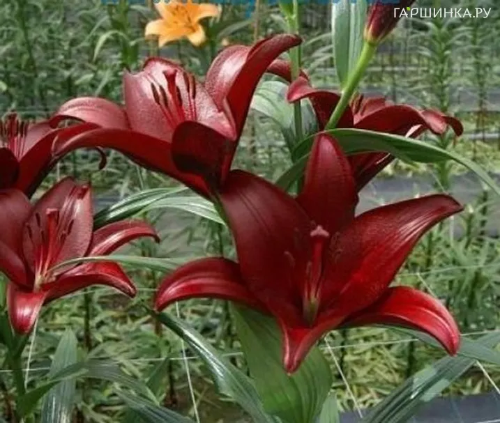 Лилия Сигалон ЛА-гибрид/2шт