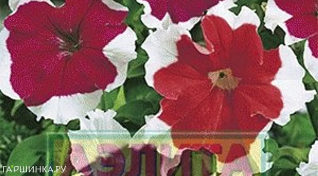 Петуния Пикоти многоцветковая, смесь окрасок