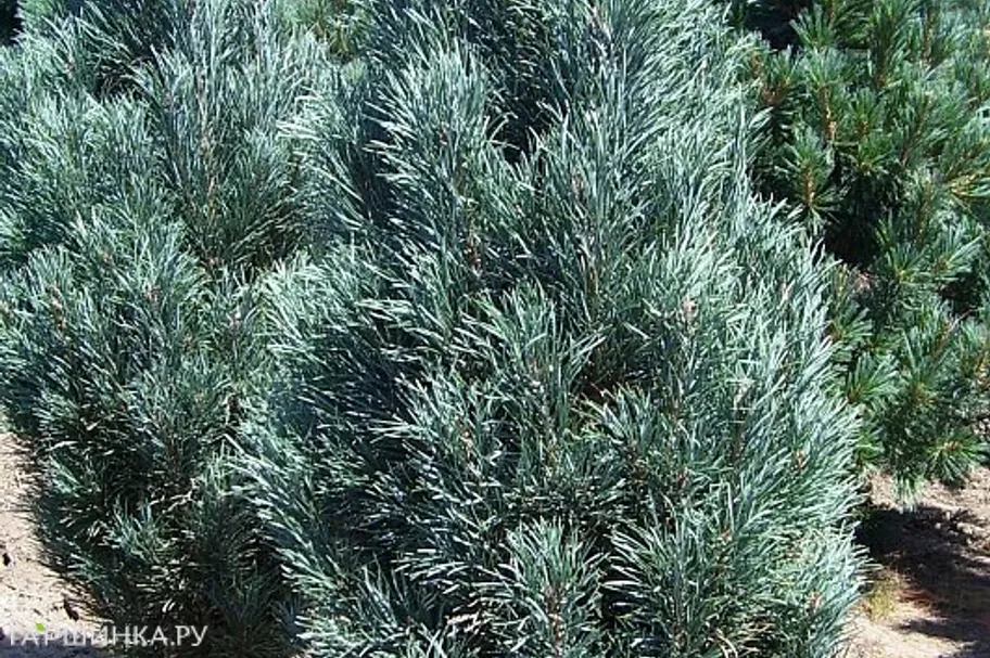 Сосна черная Фастигиата