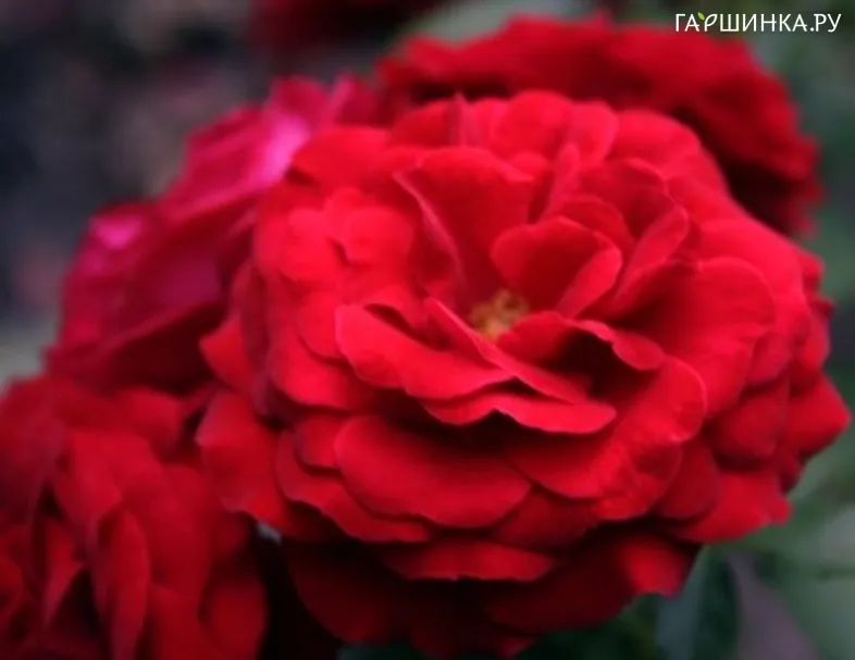 Роза Дали Дали флорибунда, Тантау (лиц)
