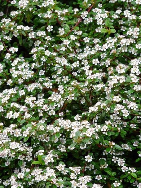 Кизильник Даммера Мэйджор