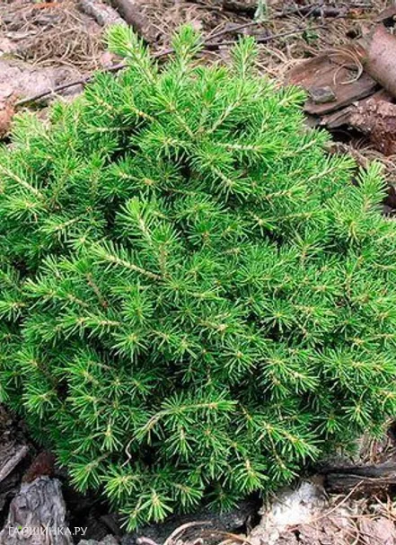 Ель обыкновенная Dan s Dwarf