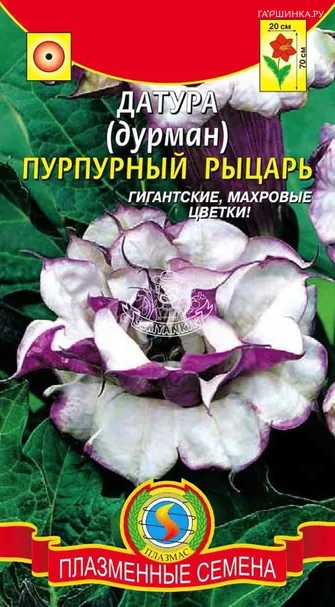 Датура (Дурман) Пурпурный рыцарь