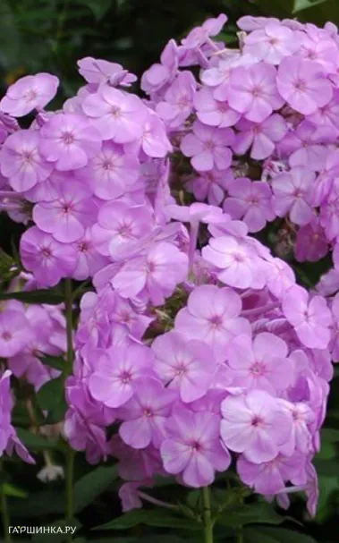 Флокс метельчатый David s Lavender