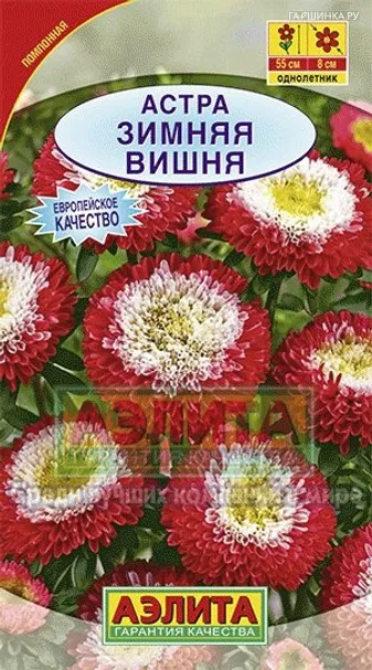 Астра Зимняя вишня помпонная ц/п