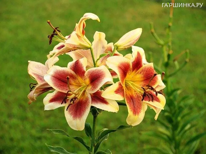 Лилия Дебби ОТ-гибрид /2 шт