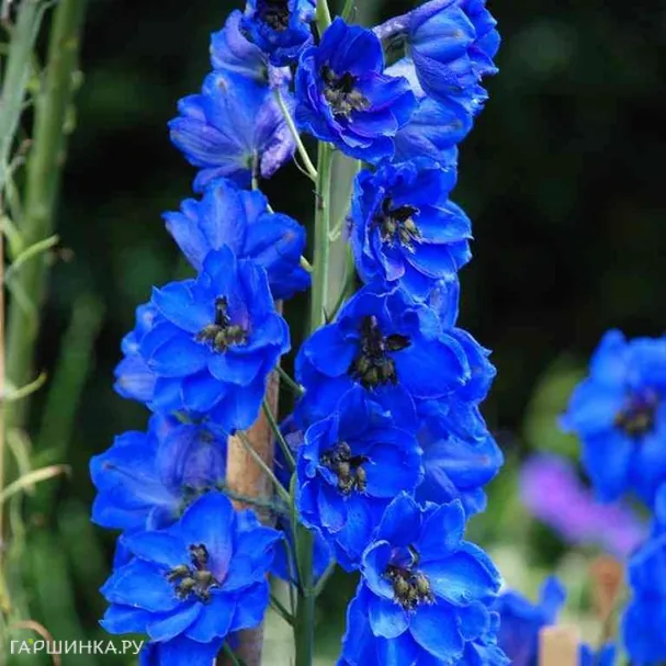 Дельфиниум Блу