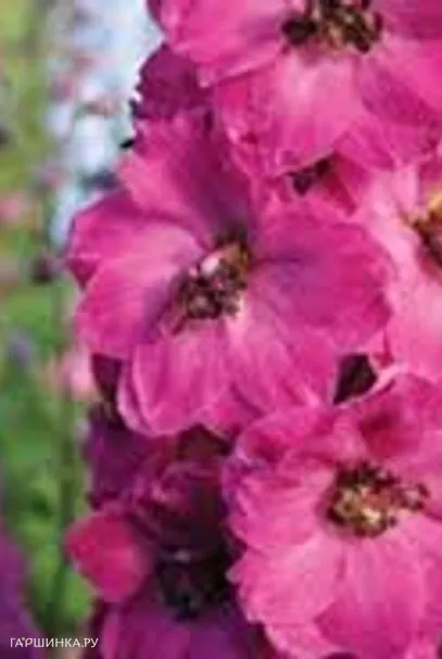 Дельфиниум Пинк