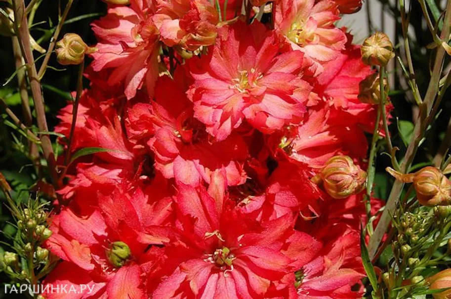 Дельфиниум Ред