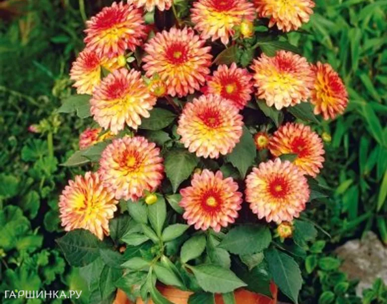 Георгина Делайтинг Глоу бордюрная