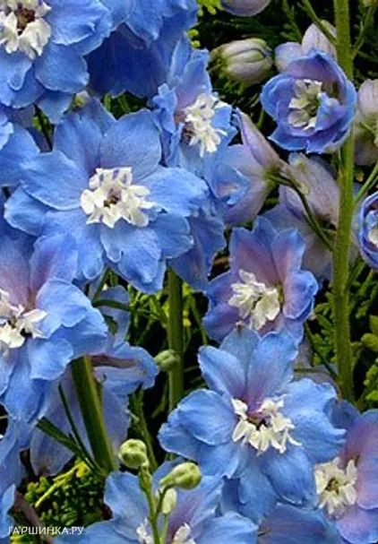 Дельфиниум Мерел