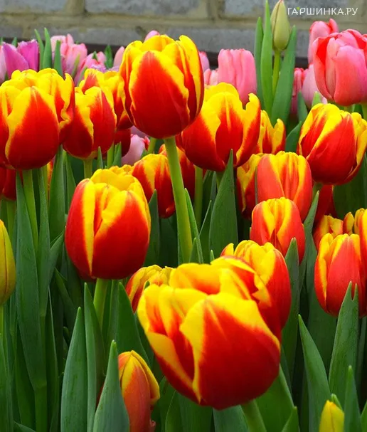 Тюльпан Денмарк Триумф 5 шт