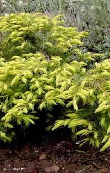 Можжевельник обыкновенный Депресса Ауреа