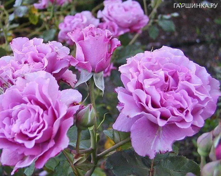 Роза Дойче Велле флорибунда, Imperial Rose