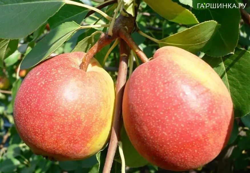 Груша Красуля