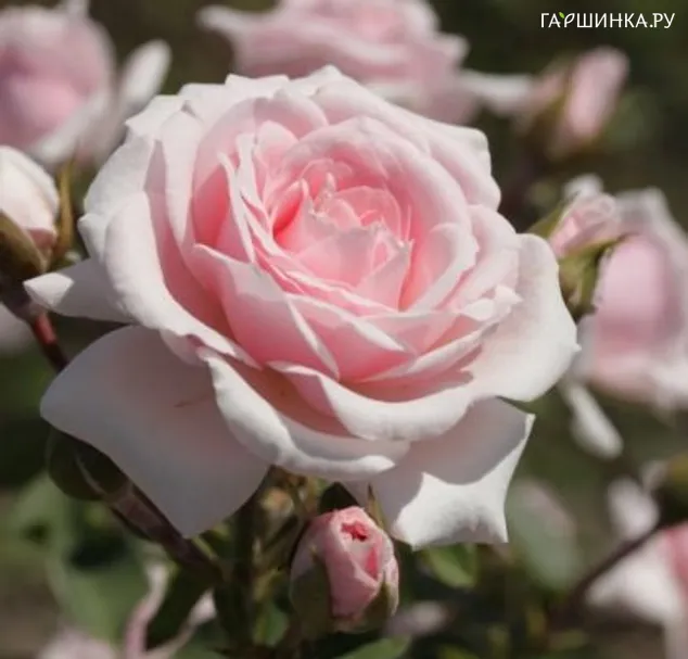 Роза Диадем флорибунда, Империал Роуз Imperial Rose