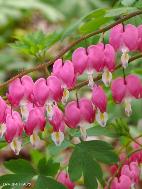 Дицентра Спектабилис